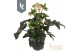 Helleborus Hgc Ice N Roses Rosetta 