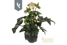 Helleborus Hgc Ice N Roses Rosetta