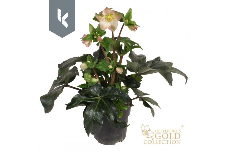 Helleborus Hgc Ice N Roses Rosetta 