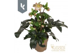Helleborus Hgc Ice N Roses Rosetta Gouden pot