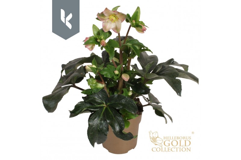 Helleborus Hgc Ice N Roses Rosetta Gouden pot Helleborus Hgc Ice N Roses Rosetta Gouden pot