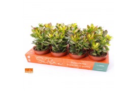 Crassula sunset magic SuPure®