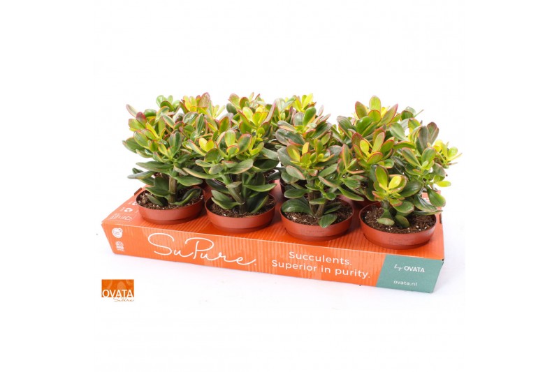 Crassula sunset magic SuPure® 