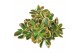 Crassula sunset magic SuPure® 