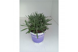 Lavandula hidcote angustifolia