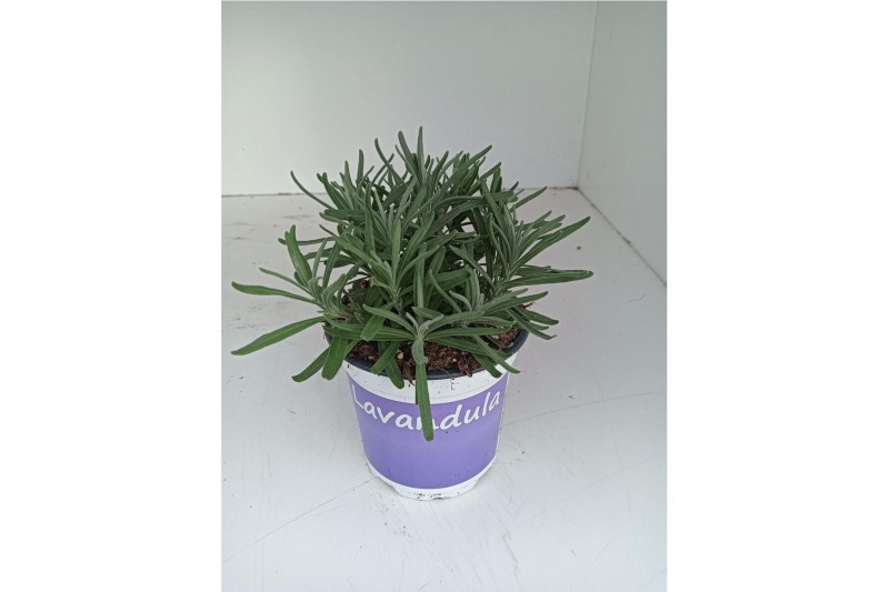 Lavandula hidcote angustifolia 