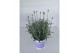 Lavandula hidcote angustifolia 