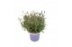 Lavandula hidcote angustifolia 
