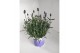Lavandula hidcote angustifolia 