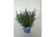 Lavandula hidcote angustifolia 