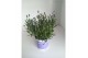 Lavandula hidcote angustifolia 