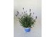 Lavandula hidcote angustifolia 