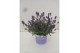 Lavandula hidcote angustifolia 