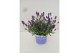 Lavandula hidcote angustifolia 