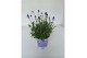 Lavandula hidcote angustifolia 