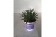 Lavandula hidcote angustifolia 