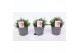 Armeria maritima armada rose roze 