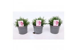 Armeria maritima armada rose roze