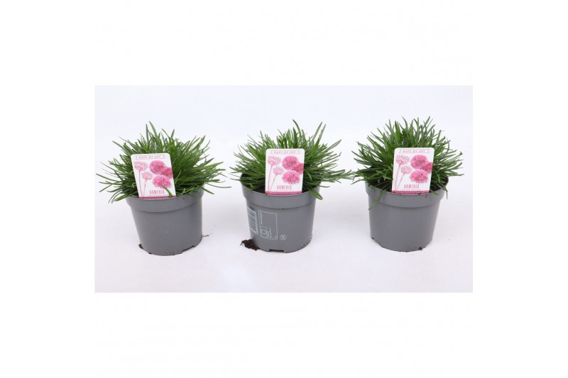 Armeria maritima armada rose roze 