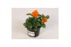 Viola cornuta evo mini f1 deep orange 