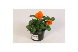 Viola cornuta evo mini f1 deep orange