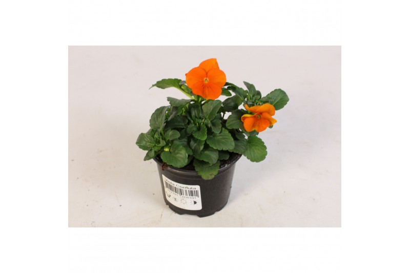 Viola cornuta evo mini f1 deep orange 