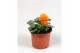 Viola cornuta evo mini f1 deep orange 