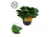 Peperomia obtusifolia red canyon 