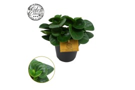 Peperomia obtusifolia red canyon
