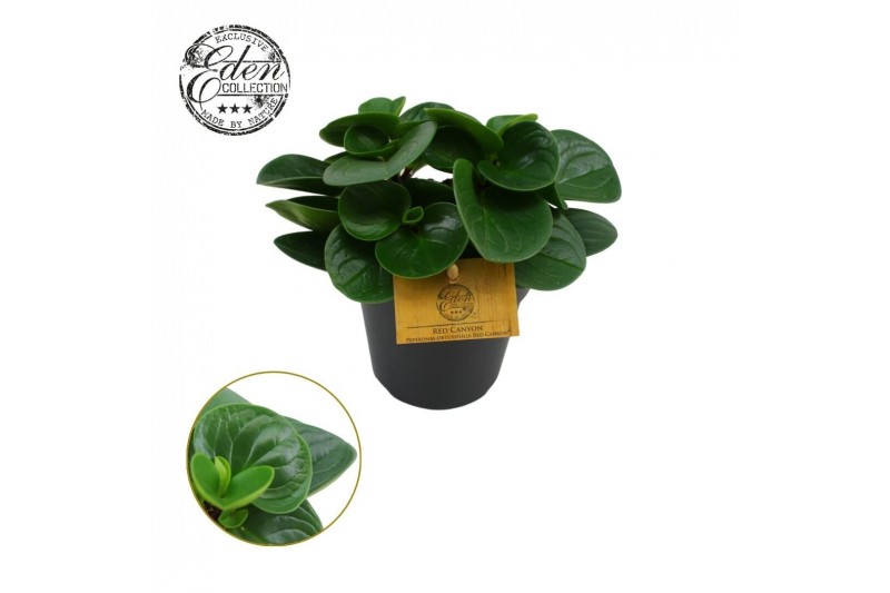 Peperomia obtusifolia red canyon 