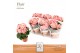 Begonia elatior du. borias DolcAmore® Flair 