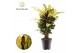 Codiaeum wilma Croton Wilma vertakt (Decorum) 1 pp 