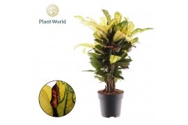 Codiaeum wilma Croton Wilma vertakt (Decorum) 1 pp