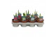 Hippeastrum Exclusieve mix 