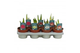 Hippeastrum Exclusieve mix