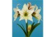 Hippeastrum Magic Green - Exclusief 