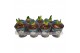 Hippeastrum Wit - Potcover - 2 knop 