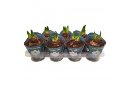 Hippeastrum Wit - Potcover - 2 knop