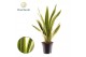 Sansevieria trifasciata aubrytniana lauren decorum 