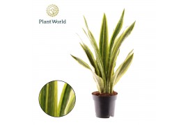 Sansevieria trifasciata aubrytniana lauren decorum