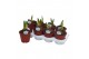 Hippeastrum Wit - 1 knop 