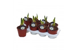 Hippeastrum Wit - 1 knop