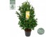 Camelia x williamsii jurys yellow 