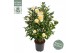 Camelia x williamsii jurys yellow 
