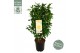Camelia x williamsii jurys yellow 