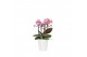 Phalaenopsis multiflora roze 3-5 tak in zoe keramiek,3 tak/plnt,30 bl. 