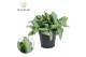 Murdannia loriformis bright star 