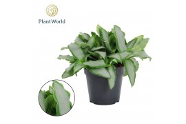 Murdannia loriformis bright star