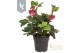 Helleborus Hgc Winter Ballet Leila 