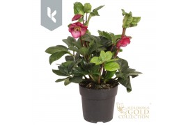 Helleborus Hgc Winter Ballet Leila